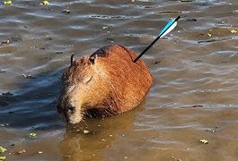 Capivara atingida por flecha morre após ser resgatada em represa de São Paulo