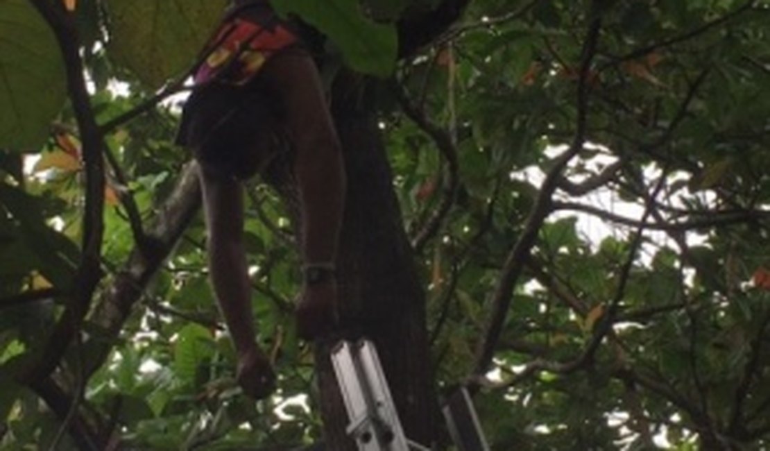Homem morre eletrocutado e fica pendurado em árvore, em Marechal Deodoro