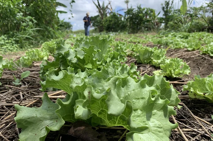 Plano ABC+ Alagoas fomenta a agricultura sustentável no estado