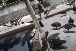 Vídeo. Feirantes dividem espaço com urubus em feira livre no interior de Alagoas