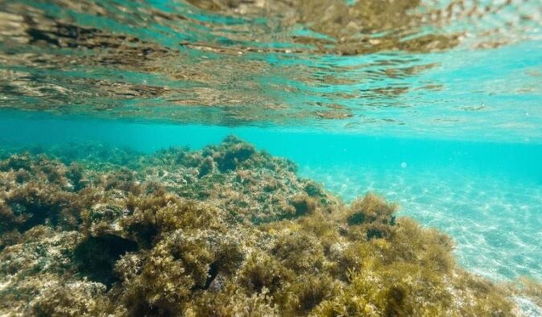 Justiça Federal atende pedido do MPF e suspende turismo na Lagoa Azul, em Maragogi