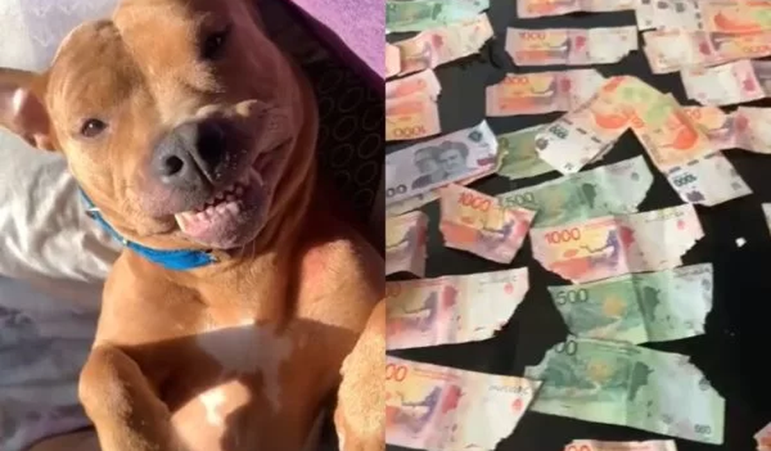 Cadela come mais de R$ 900 e elimina cédulas pelas fezes