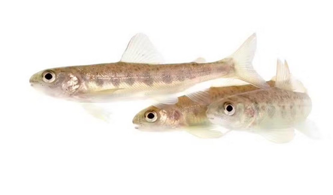 Salmões expostos à cocaína nadam até 90% mais que o normal, aponta estudo inédito