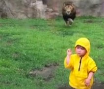 VÍDEO: Leão tenta atacar criança, mas é impedido por parede de vidro