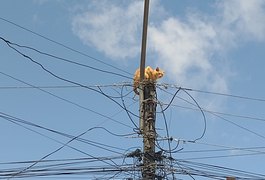 Gato fica preso no topo de poste e mobiliza Equatorial e Corpo de Bombeiros, em Arapiraca