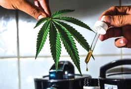 Anvisa libera venda de medicamentos à base de maconha