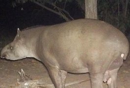 Após formar família, 'Cuzinho' passa marca genética para filhote no Pantanal