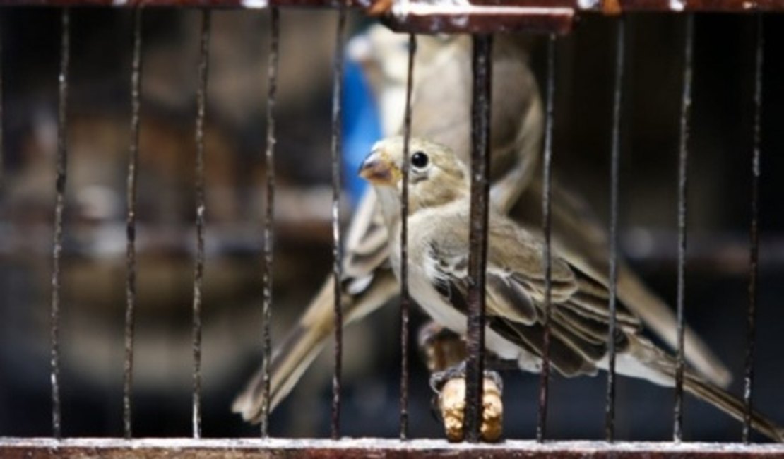 Fiscalização resgata cerca de 200 animais silvestres em dois dias de atuação no Sertão de AL