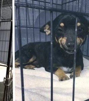 Cão abandonado no abrigo é adotado graças ao simpático sorriso