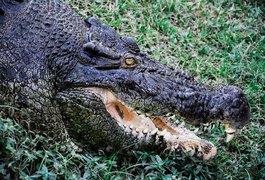 Vídeo. Crocodilo gigante salta e devora cachorro em rio