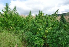 Polícia encontra plantação com dois mil pés de maconha em Mata Grande
