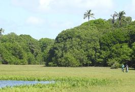 Grupo de pesquisa do MHN cataloga todas as aves de Piaçabuçu