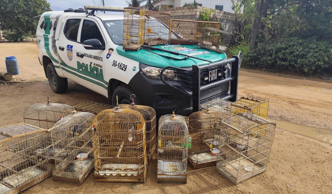 Operação Onda Verde da PM apreende aves silvestres e arma de fogo no interior de Alagoas