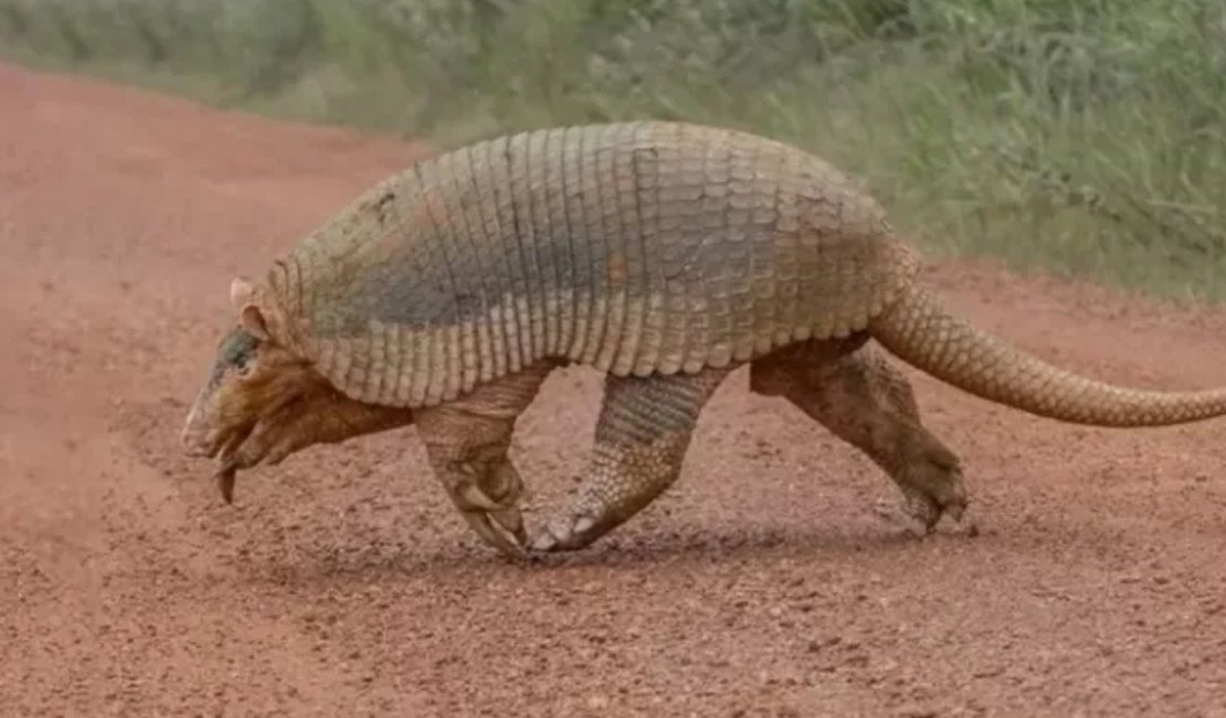 Maior tatu do mundo é flagrado no Brasil após 40 anos sumido