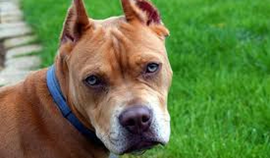 Pitbull amarrado se solta e mata cachorro em residência vizinha, em Arapiraca