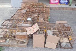 PM-AL resgata aves silvestres e desarticula pontos de venda ilegal no interior de Alagoas