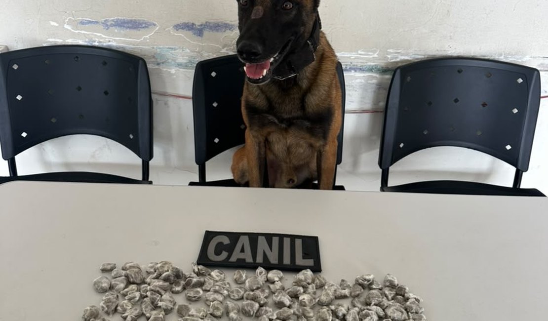 Cão farejador Kaos ajuda PM a localizar drogas escondidas em obra e três homens são levados à Central de Polícia em Arapiraca