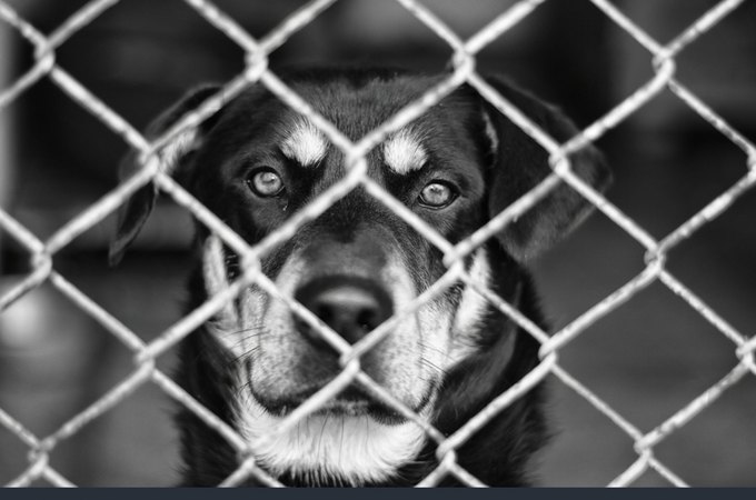 Polícia Civil prende veterinário por maus-tratos a animais em clínica de Maceió