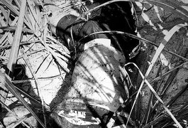 Populares encontram corpo em estado de decomposição em canavial no Agreste alagoano