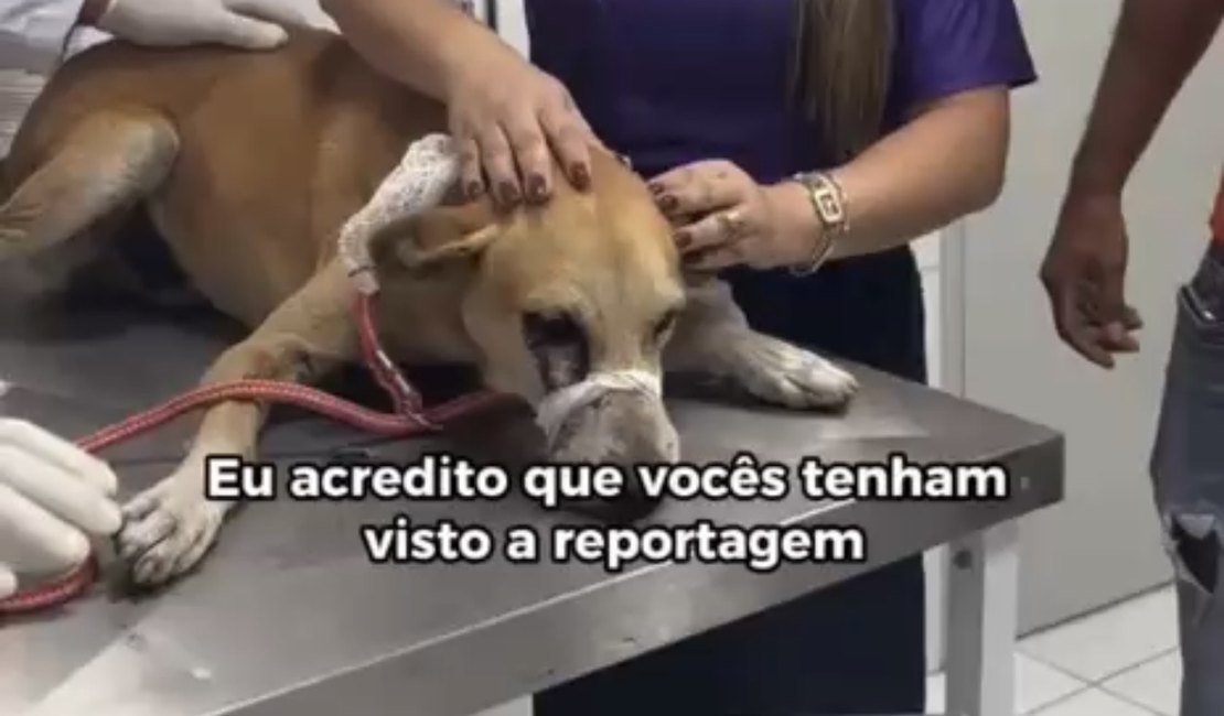 Suspeito de ferir cachorro no olho se apresenta à polícia e nega disparo em União dos Palmares
