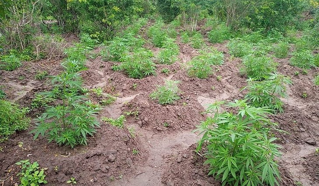 Plantação de 1.500 pés de maconha é encontrada pela polícia em Mata Grande