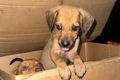Polícia Civil investiga abandono de filhotes de cachorros em Maceió; animais estavam dentro de caixa