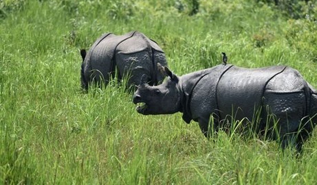 Parque atira em pessoas para proteger rinocerontes