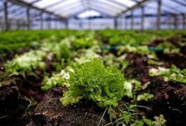 Emater garante assistência a horticultores de Limoeiro de Anadia