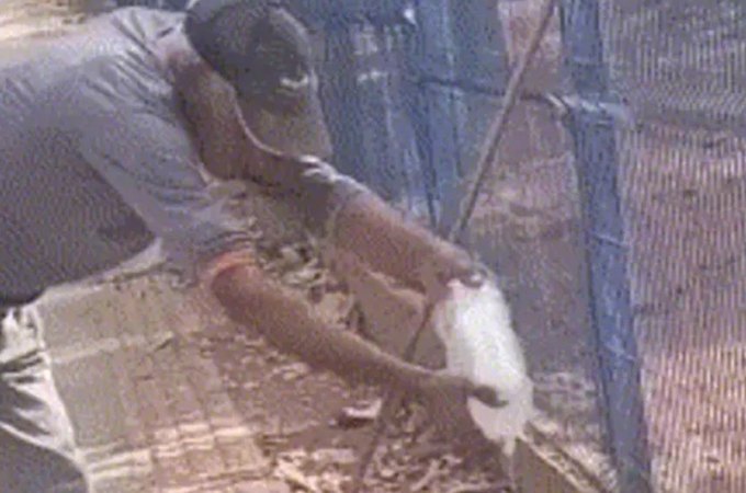 VÍDEO: Trabalhador tenta dar água para lagarto teiú, é atacado e perde parte do dedo no MT