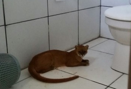 Onça aparece em rua movimentada de Pão de Açúcar e assusta moradores