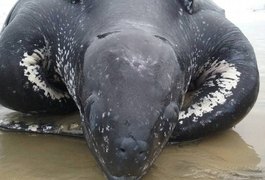 Tartaruga gigante que vive até 300 anos é encontrada morta no litoral paulista