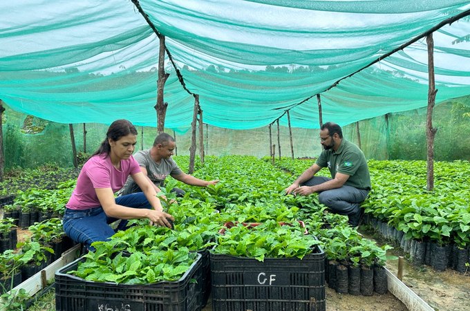 Família assentada investe em cafeicultura na Zona da Mata de Alagoas