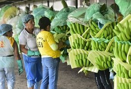 Bananas correm risco de extinção