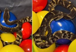 Jararaca é encontrada em piscina de bolinhas de restaurante