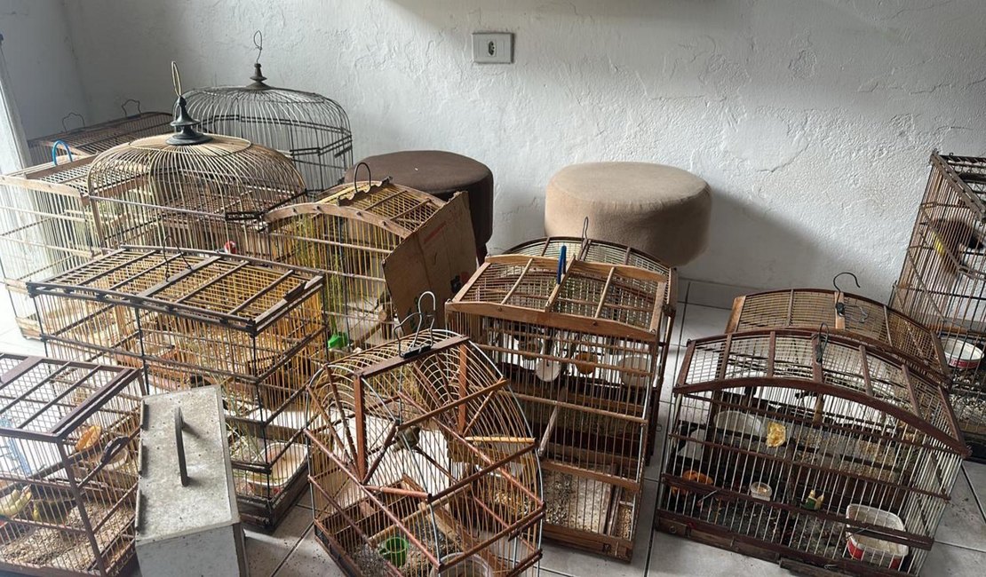 Polícia Militar resgata dezenas de aves silvestres em municípios do interior de Alagoas