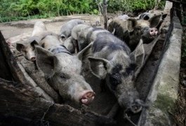 Mais de 30 porcos com peste suína já foram sacrificados em AL