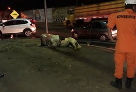 Cavalo morre ao levar choque elétrico na AL 220, em Arapiraca