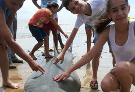 Tubarão branco de mais de dois metros é capturado na praia do Peba em Piaçabuçu