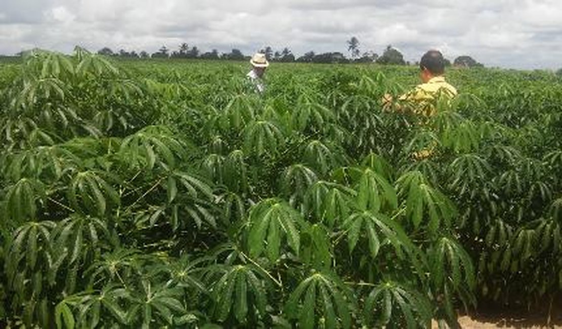 Pesquisas do Ifal serão compartilhadas com produtores de mandioca na Bahia