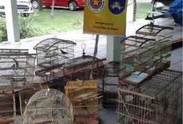BPA apreende mais de 70 pássaros silvestres em feiras livres, em AL