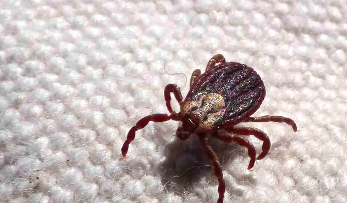 Febre maculosa já matou 18 pessoas em SP; estado teve 19 casos neste ano