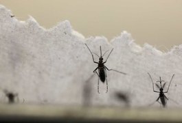 Verão é propício para alta de casos de dengue, chikungunya e zika