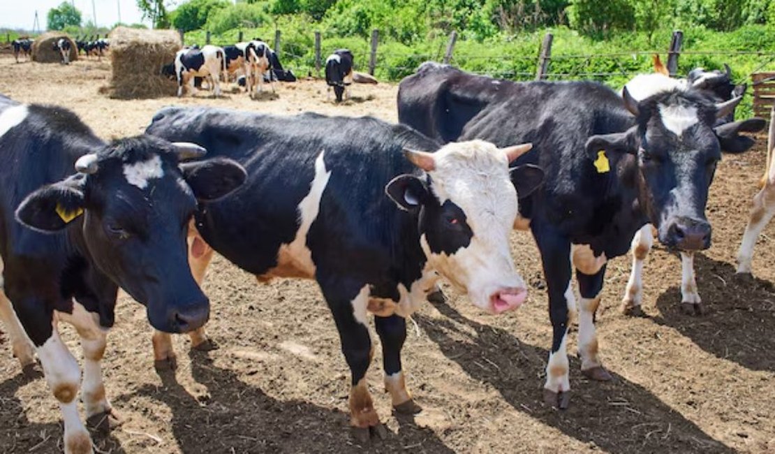 Homem tenta estuprar vaca, leva coice e morre com camisinha no pênis, no DF