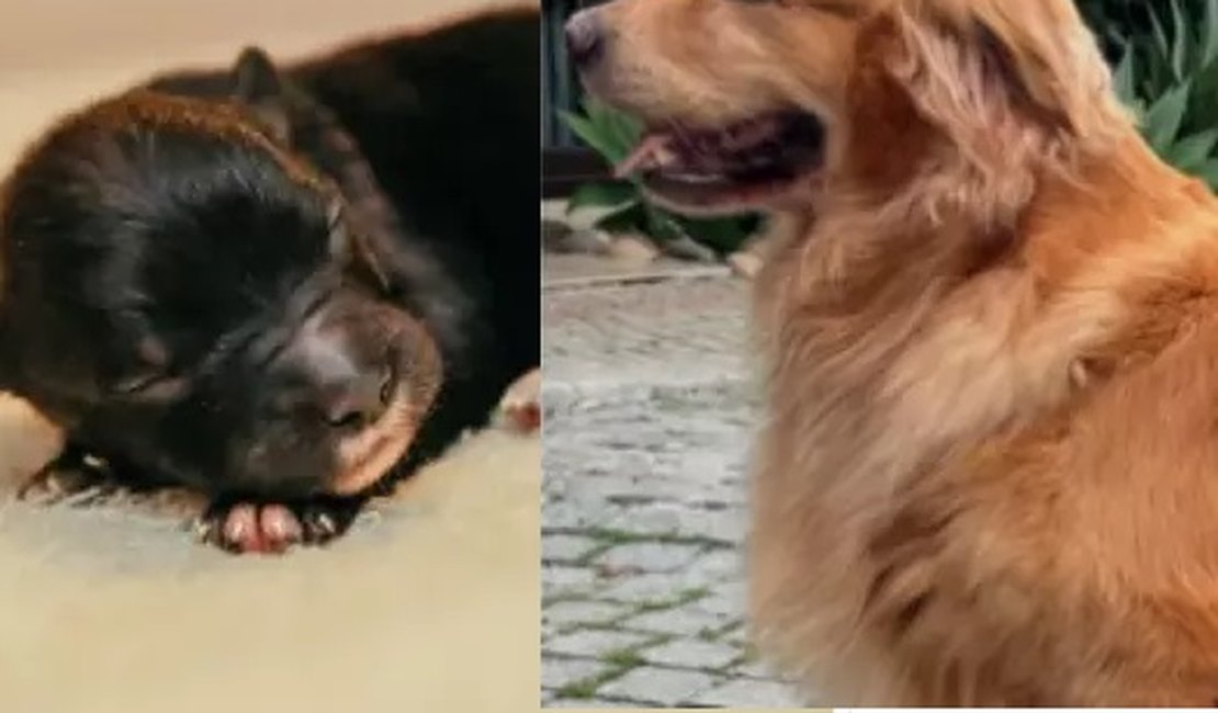 Filhote de golden retriever com shih tzu nasce com apenas 100g e é batizado de Zé Milagre