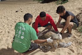 VÍDEO: Desova de tartaruga de pente em praia de Maceió é registrada na noite da terça (30)