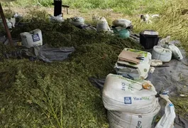 Operação da PF apreende e incinera cerca de 2 toneladas de maconha no Sertão de Alagoas