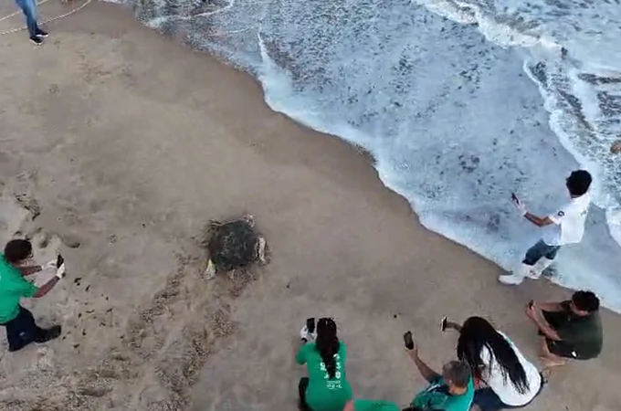 Tartaruga-cabeçuda é devolvida ao mar pelo Instituto Biota em Alagoas