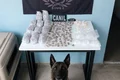 Cão farejador encontra quase 1 kg de drogas escondidas em área de mata em Arapiraca