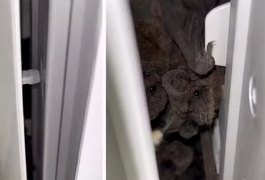VÍDEO: Mais de 50 morcegos são encontrados dentro de ar-condicionado no Rio Grande do Sul