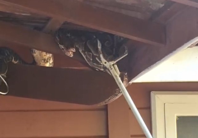Jiboia é resgatada pelo BPA após ser encontrada em telhado de residência em Maceió